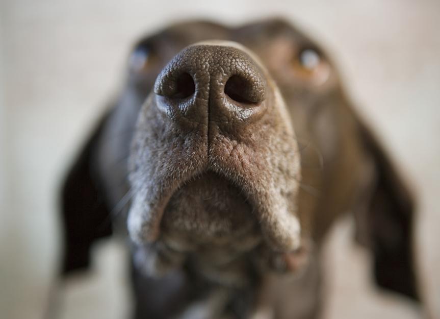 My dog is losing store hair on his nose